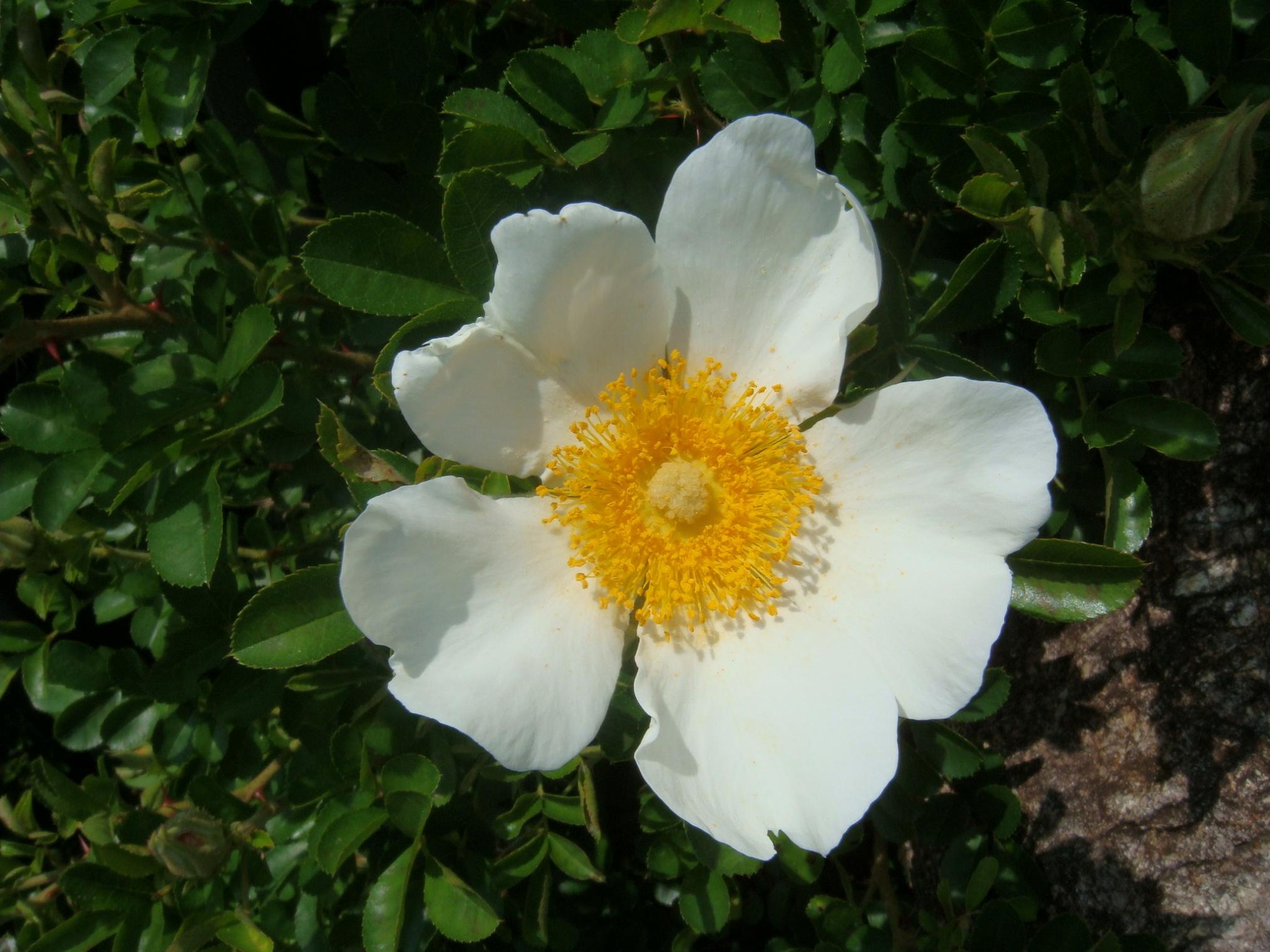 Rosa Bracteata